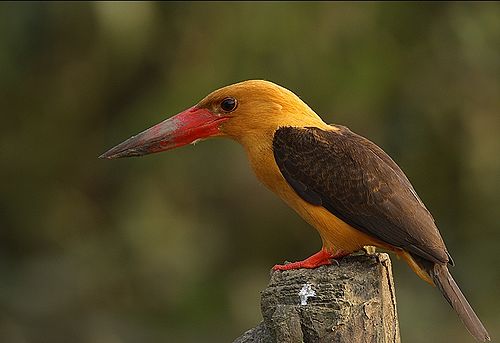 Brown-winged kingfisher